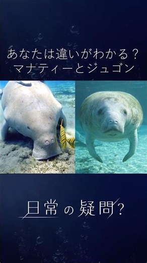 あなたは違いがわかる？マナティーとジュゴン