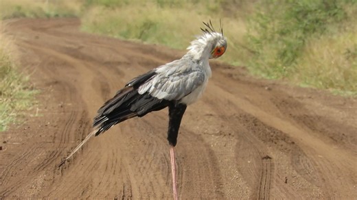51K views · 1.2K reactions | Beautiful sighting of a secretary bird hunting after the rain | Graeme Mitchley - Wildlife Photographer | Facebook