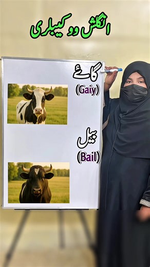 Daily English to Urdu Vocabulary for Beginners