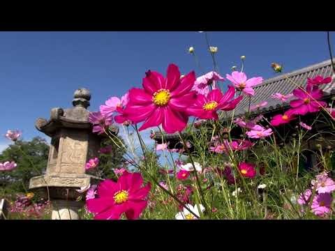 般若寺(はんにゃじ)のコスモス