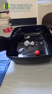 1.7K views · 44 reactions | ✨ Cool Cats! ✨ Meet Perm, Quiff, and...