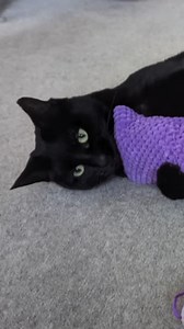 78K views · 427 reactions | Here’s how just a few minutes of play can make a big difference in your pet’s health and happiness: #NickyTrevorrow #Cats #Pets | TED | Facebook