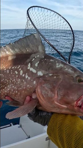 Offshore Bottom Fish Caught on Squid!! #fillet #fishing #fish