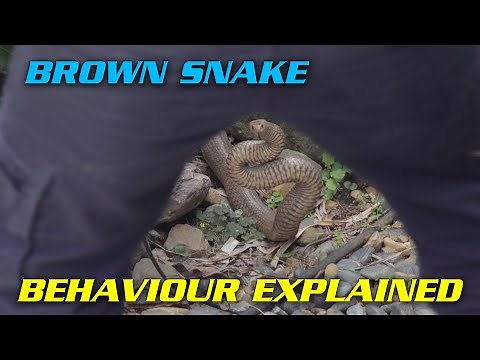 Eastern Brown SNAKE BEHAVIOUR EXPLAINED!