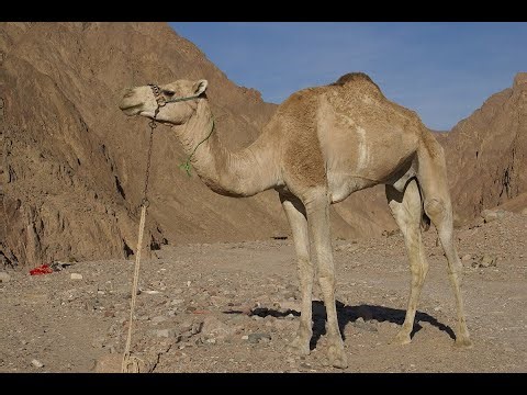 Bird vs Camel (code.org) 2:01 Both% PB