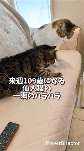 来週で109歳（23歳）になるおじいちゃん猫の朝。少し咳き込むハラハラな朝。#shorts #猫 #猫のいる暮らし #ココ爺