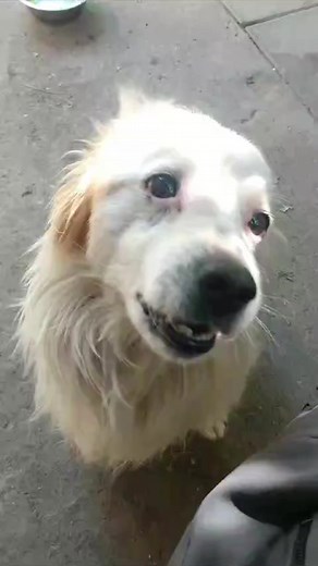 6.7K views · 414 reactions | 梁GOLPEADO. Humillado. Ignorado. Asi...