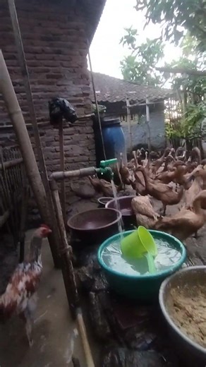 Morning Duck Farm ASMR | Natural Quack & Water Sounds