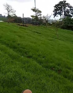 34K views · 213 reactions | 菉NUEVO Canopy , nuestro segundo zip line . Más largo , más veloz ..... 朗Disfruta la aventura✨ Mañana inauguración oficial . #eventos #mirador #canopy #costarica #cafeteria #samamusic | Mirador destino turístico Rancho Samaná | Facebook