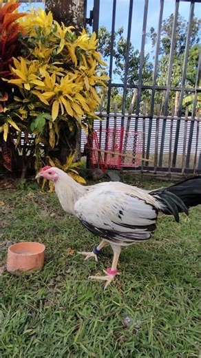 Quality na Pogi pa #shorts #kanawayon #chickenfarmer