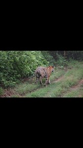 Watching a Tiger in torrential rain is such an insane experience. This is Choti Madhu from Tadoba, whom we ended up spotting in some insanely heavy pre-monsoon showers in June this year. #wildlife #travel #travelgram #jungle #wildlifephotography #forest #junglesofindia #indiatravel #india #tadoba #maharashtra #canon #reelsinstagram #photo #daily #reel #reels #wild #tiger #Tigers #videooftheday #rain #videooftheday | The Jungles of India