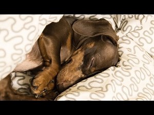 Bad Dachshund 6: Not so Bad!