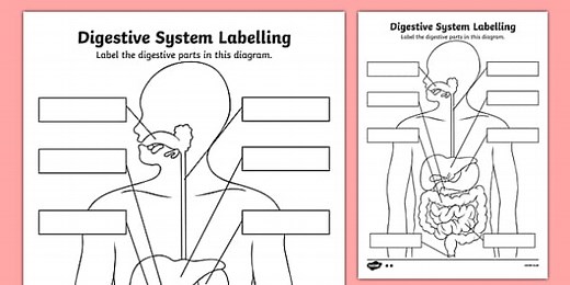 Label the Digestive System Worksheet