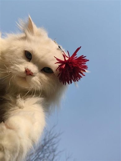 Bed for Sale Near Me – Affordable & Luxury Options WhatsApp: https://wa.me/447777288429 ✅ Multiple Colours & Fabrics Available ✅ Sizes: Single, Small Double, Standard Double, King Size, Super King Size ✅ Storage Options: Gas Lift, End Lift, Side Lift, Storage Drawers ✅ Divan Beds with Storage ✅ Luxury Upholstered & Ottoman Beds ✅ Fast Delivery 🚚 ✅ Cash on Delivery 💷 ✅ Mattress & Headboard Options Available ✅ Affordable & Durable Designs ✅ Beds Near Me ✅ Orthopaedic & Memory Foam Mattresses ✅ S