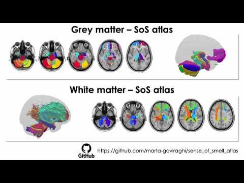Marta Gaviraghi - The Sense of Smell Atlas: Creation and Application to COVID-19 Anosmia via MRI
