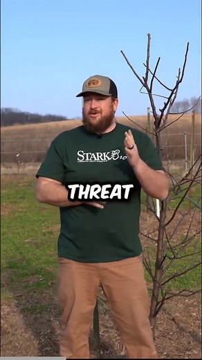 2.6K views · 71 reactions | Cicada Hatch 2024! How to protect your young trees. #cicadas #fruittrees #gardening #gardening #cicadaseason | Stark Bro's Nurseries | Facebook
