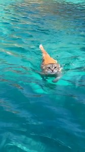 1.3M views · 38K reactions | Ronnie…our splishy splashy WILD THING!    Love him dearly Though Ronnie is no stranger to a dip in the sea this was the very first time we EVER witnessed such a leap of faith! | Sailing Holly Blue | Facebook