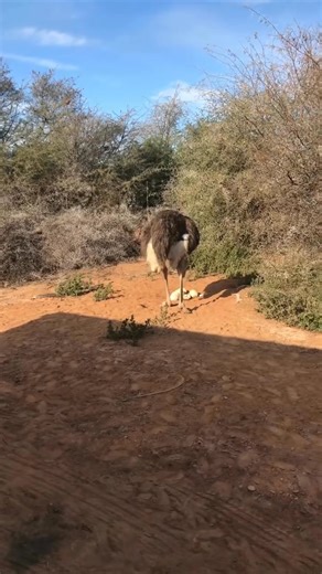 Welcome to Safari Ostrich Show Farm. It’s one of the oldest working ostrich farms in the region. Ride a tractor, feed the ostriches, and learn a ton. Perfect for families and wildlife lovers. Come and experience this one-of-a-kind adventure! For more information visit www.oudtshoorn.com 📷itsthat_ciarah #ostriches #oudtshoorn #derust #kleinkaroo #gardenroute #route62 #openspaces | Oudtshoorn Tourism - South Africa