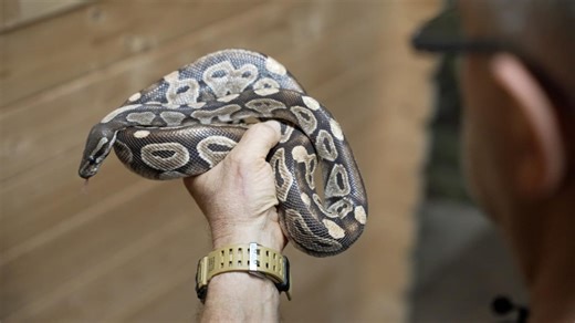 Abendschau - Der Süden: Königspython bei Mindelheim gefunden