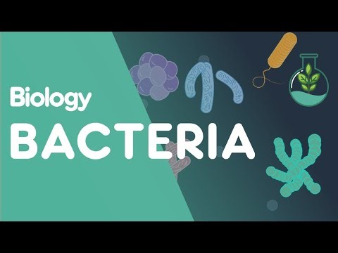 The Bacteria by Biology With Fun.