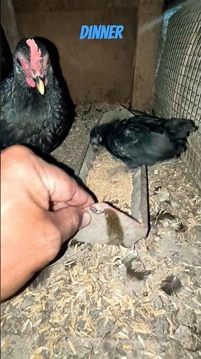 Dinner time #chicken #chickentype #fancychicken