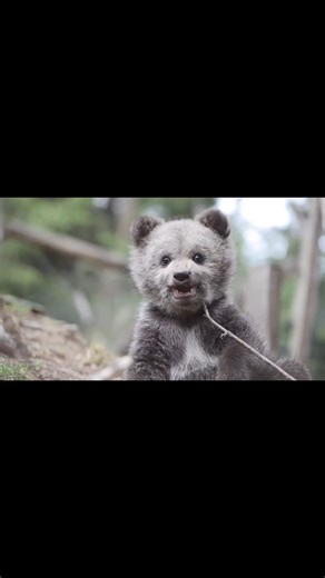 2.8K views · 262 reactions | Watch this adorable grizzly bear cub explore and play!  Did you know grizzly cubs can weigh just 1 pound at birth but grow up to be some of the largest predators in North America? #NatureLovers #GrizzlyCubs #WildlifeWonder #bearcubs | Listpull | Facebook
