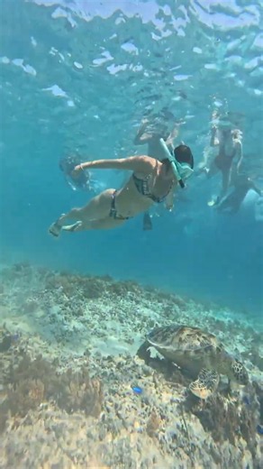 Majestic Sea Turtle Swimming with Tropical Fish | Real Ocean 4K #Shorts