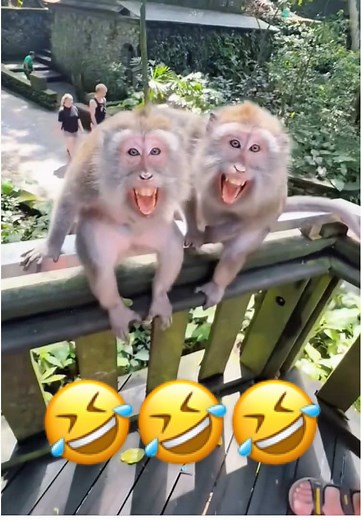 Funny Monkeys Compilation - Part 60
