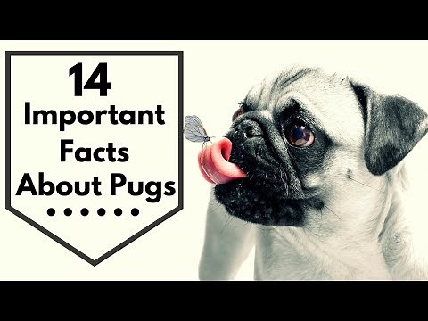 14 Important Facts about Pugs Every New Mom Should to Know