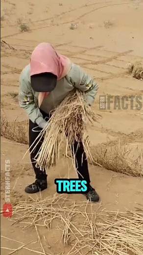 How China Turned a Desert Into a Green Paradise 🌱