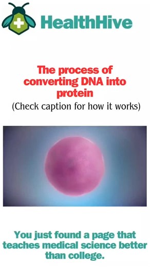HealthHive on Instagram: "From Code to Creation: The Journey from DNA to Protein 🧬➡️🧬 The process of turning genetic information into a functional protein is the fundamental workflow of life, known as the Central Dogma of Molecular Biology. This intricate, two-step process happens in every cell of your body. Step 1: Transcription (DNA → RNA) · Location: Nucleus · The Process: The double-stranded DNA helix unwinds. An enzyme called RNA Polymerase reads the gene's DNA sequence and builds a singl