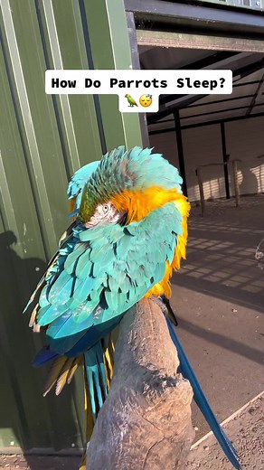 How Do Parrots Sleep?🦜😴