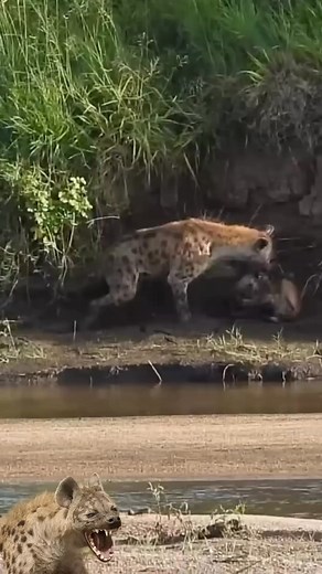 54K views · 140 reactions | Hyena hunted an Impala #hyena #impala #animals | HK Entertain | Facebook