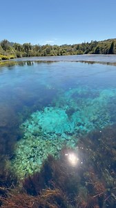 99K views · 1.6K reactions | Te Waikoropupū Springs — crystal clear, deeply sacred, and absolutely breathtaking. Hidden in Golden Bay, this natural wonder is one of the clearest freshwater springs in the world and a sacred taonga for Ngāti Tama. More than just stunning — it’s where water becomes waiora, the source of life, and silence holds meaning. A true gem of Aotearoa. ✨ | It's New Zealand | Facebook