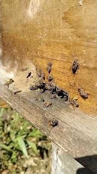 working 🐝#workerbee