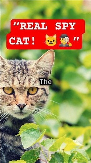 🐱 “CIA’s SPY CAT Experiment Was 100% REAL! 😱”