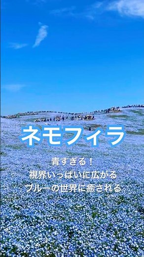 絶景すぎる青の世界💙ネモフィラ満開｜ひたち海浜公園