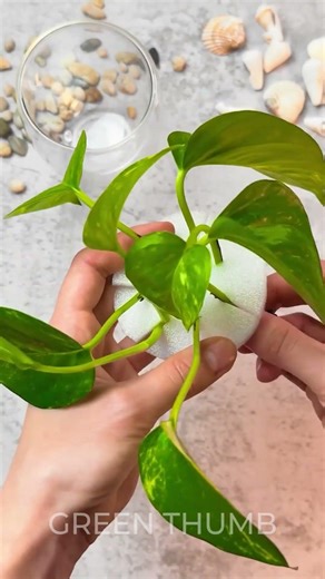 Hydroponic Rooting Plants in Beauty: Indoor Gardening Hack 🌸