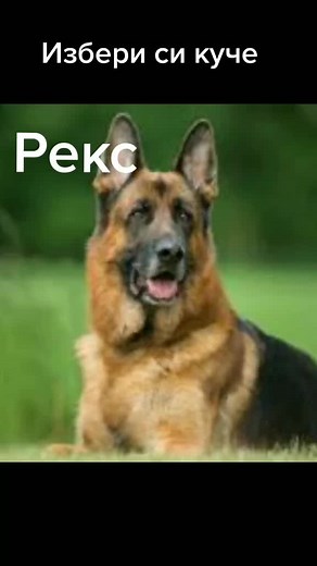 Diverse Dog Breeds: Stunning Images and Captivating Scenes