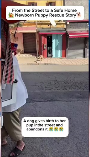 Rescuing puppies abandoned by their mothers.#rescue #animals #rescueanimals #puppy #dog