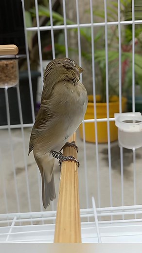 143K views · 1.4K reactions | Coleiro pardo chamando #coleiropardo #coleiropapacapim #pardinho | Coleiro pets | Facebook