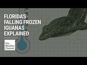 The Weather Channel EXPLAINS: Florida's Falling Frozen Iguanas