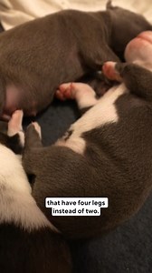 114K views · 2.8K reactions | It's not the typical nursery you might see — but an animal rescue in Houston, Texas, is creating a safe haven for pregnant stray dogs to give birth, saving hundreds of animal lives. One of those success stories is Matilda, who recently delivered a healthy litter. | CBS Mornings | Facebook