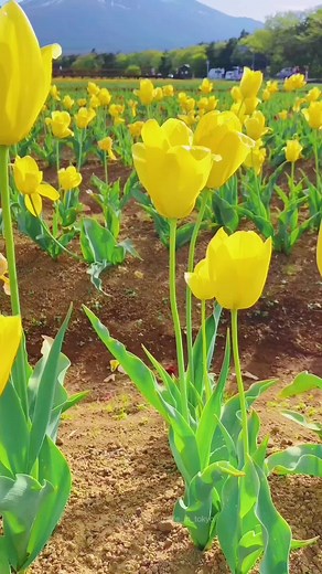 山中湖花の都公園の美しいチューリップと富士山