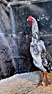 #shamo | King OShamo Pakistan