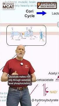 Step 7 Glycolysis - 1 Minute Metabolism