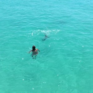 24K views · 559 reactions | Swimming lessons from a sea lion… It’s...