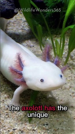 Axolotl | The Mexican Walking Fish