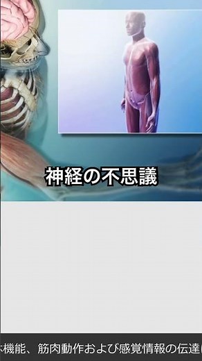 361-362 神経大きく分けて、脳と脊髄からなる「中枢神経」と、体の各部分に広がる「末梢神経」がある。#解剖学#ダイエット#病気#神経痛