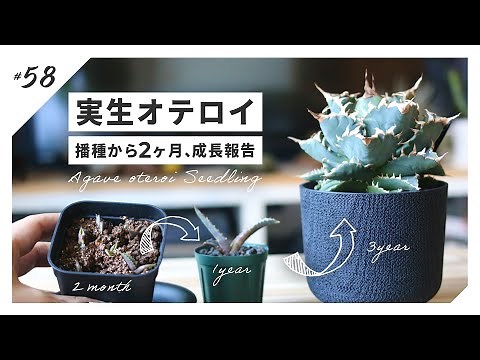 【アガベ】播種から2ヶ月経過したオテロイ実生の成長報告｜チタノタ